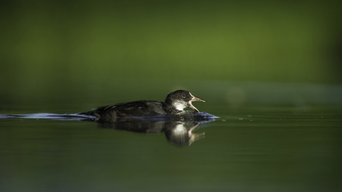 Coot swimming