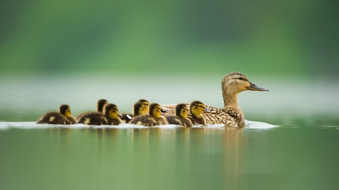 Mallard and chicks swimming