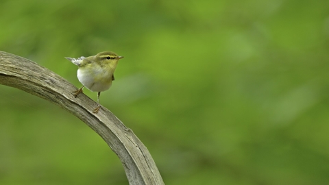 Wood warbler on branch