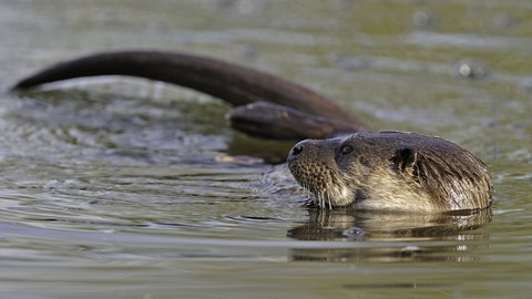 Eurasian otter