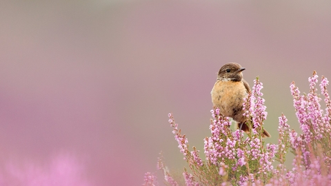 Stonechat