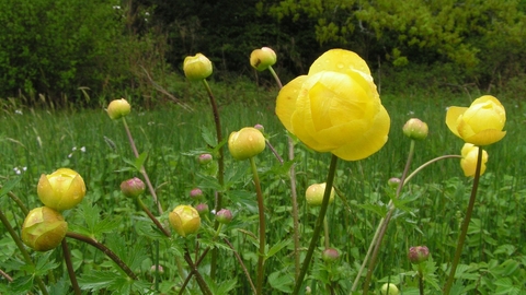 Globe flower