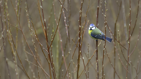 Blue Tit