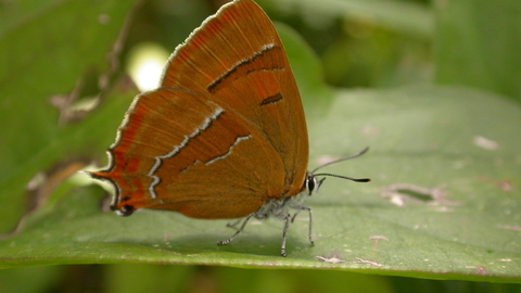 Brown hairstreak butterfly