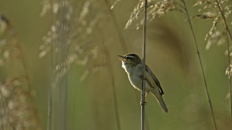 Sedge Warbler