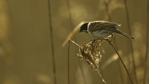 Reed bunting