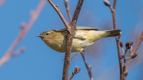 Chiffchaff on branch