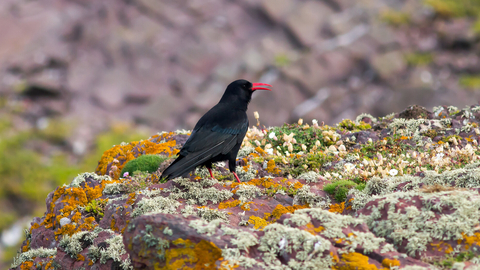 Chough