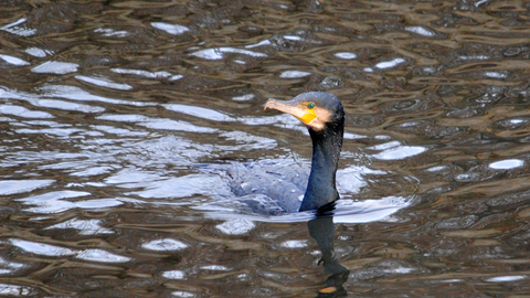 Cormorant