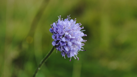 Devil's bit scabious