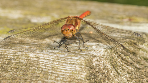 Dragonfly