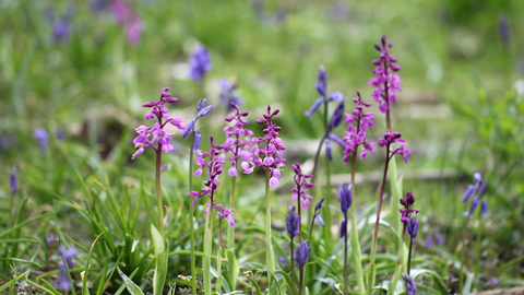 Early purple orchids