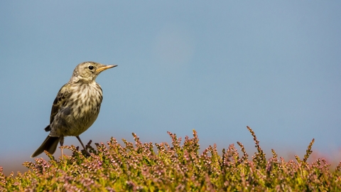 Rock Pipit