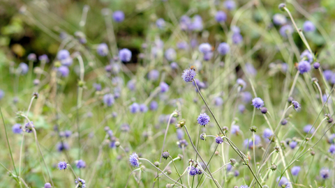 Devil's bit scabious