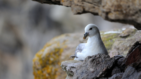 Fulmar on cliff