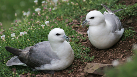 A pair of Fulmars sitting on the island grass