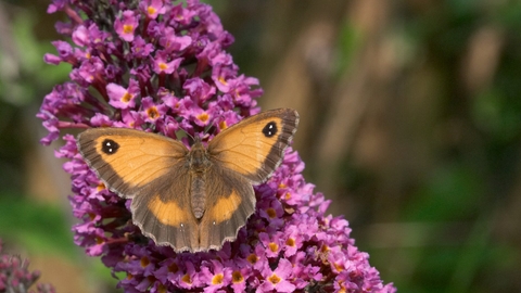 Gatekeeper butterfly 