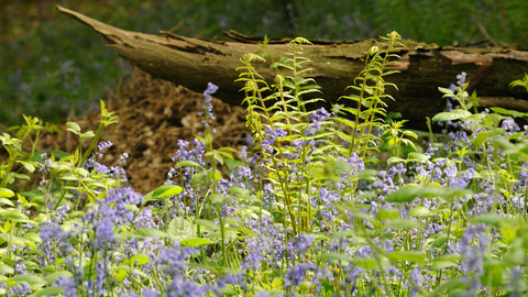 Bluebell woodland