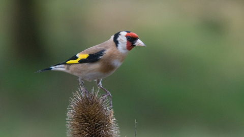 Goldfinch