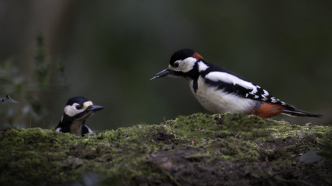 Pair of Great spotted woodpeckers