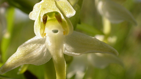 Image of a great butterly orchid