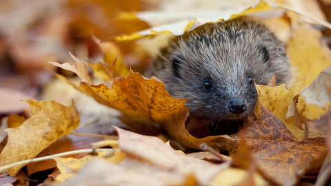 Hedgehog in autumn leaves