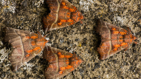 Several herald moths resting together