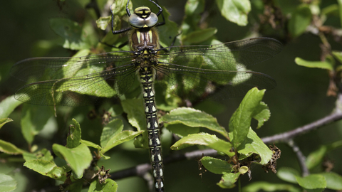 Male hairy dragonfly