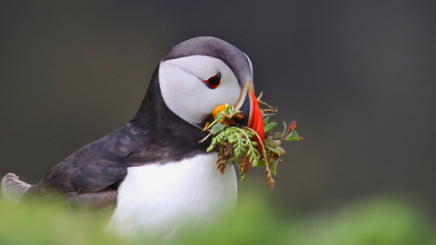 Puffin with moss
