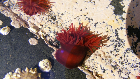 Beadlet anemone