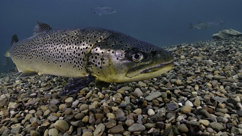 brown trout swimming