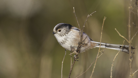 Long tailed tit