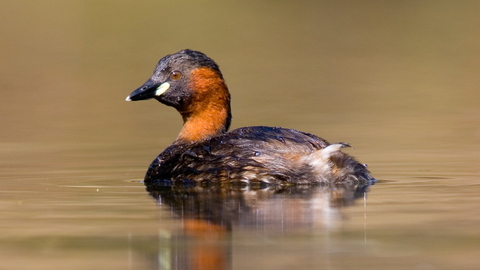 Little grebe