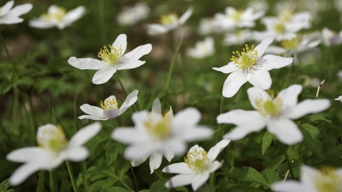 Wood Anemone