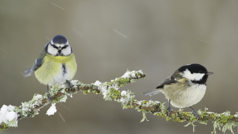 Blue Tit