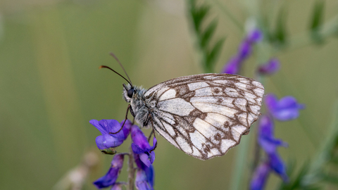 Marbled white butterfly