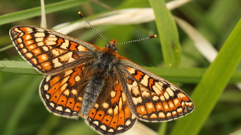 Marsh Fritillary