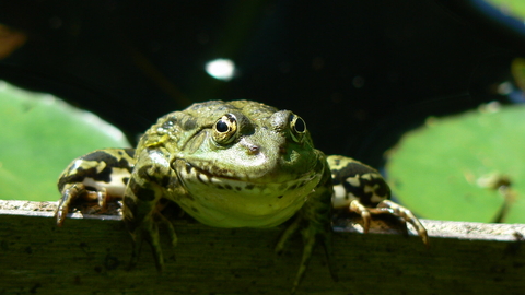 MARSH FROG