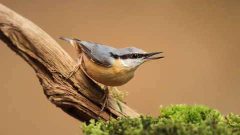 Nuthatch