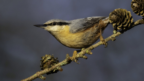 Nuthatch