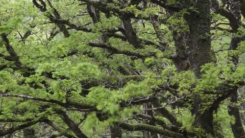 Sessile Oak