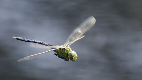 Emperor Dragonfly