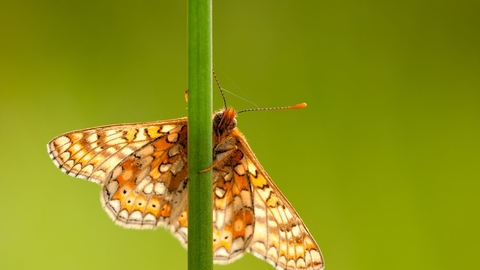 Marsh Frit Butterfly