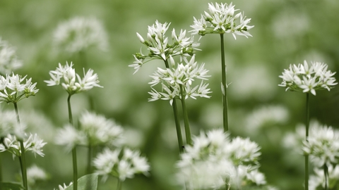 Wild garlic