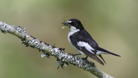 Pied Flycatcher with insect prey on lichen covered branch.