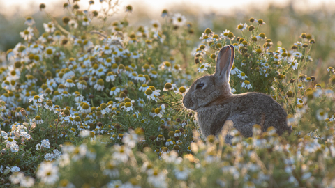 Rabbit sitting amongst flowers 