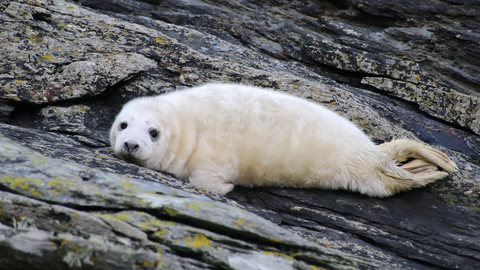 Grey seal pup