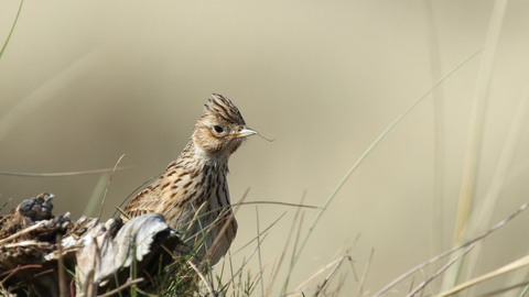 Skylark