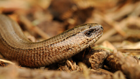 Slow worm