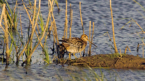 Snipe on water